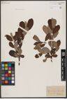 Foto von Salix aurita L. x Salix cinerea L.